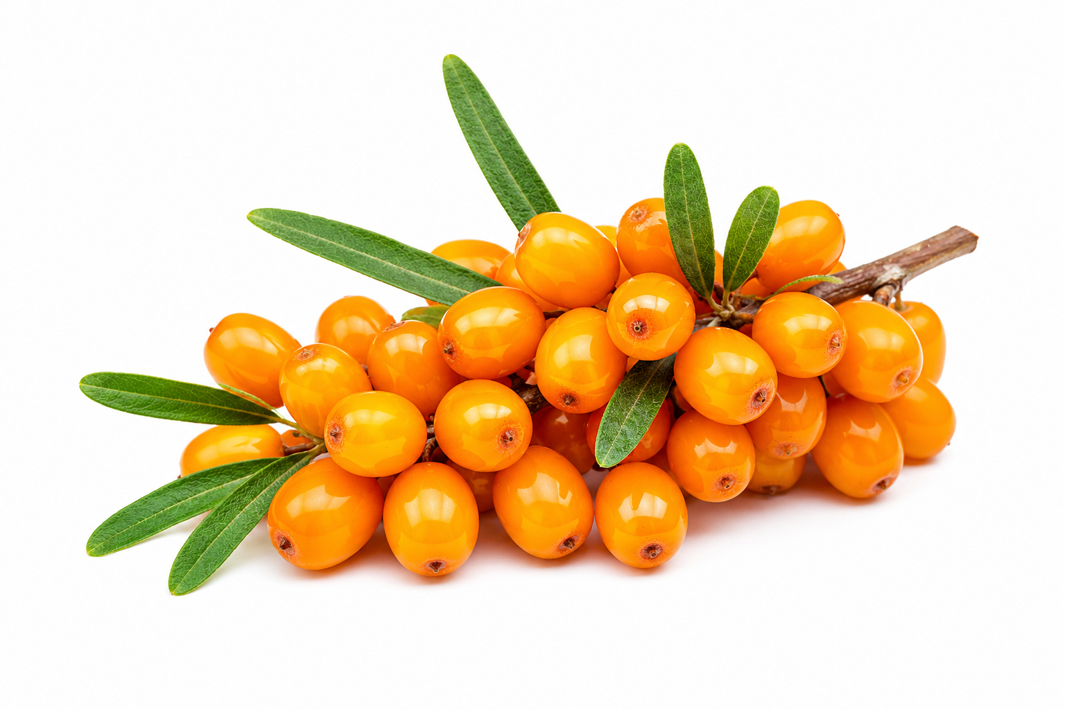 Seabuckthorn